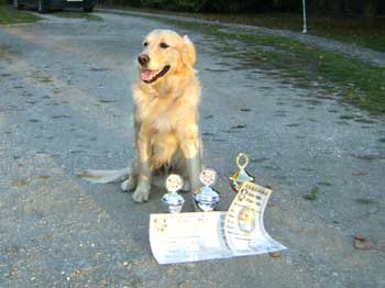 Unser Zuchtrüde Apoll von der Golden Nugget Ranch.