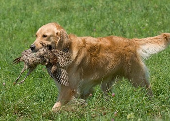 Der Golden Retriever in seiner Arbeit als Jagdhund.