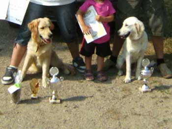 Unsere Golden Retriever Apoll von der Golden Nugget (links) und Dolli of Golden Moonlight (rechts)